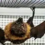 Is-the-New-Fort-Collins-Bat-Lab-the-Next-Wuhan-Bio-Lab